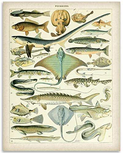 Vintage French Fish Illustration 11x14 Unframed Poster - Antique Marine Chart, Educational Scientific Artwork, Coastal Aquatic Animals Wall Art - Beach House Retro Ocean Wildlife Decor, Fisherman Gift Vintage Fisherman Aesthetic, Scientific Artwork, Retro Ocean, Ocean Wildlife, Whale Painting, Wildlife Decor, Fish Illustration, Fisherman Gifts, Aquatic Animals