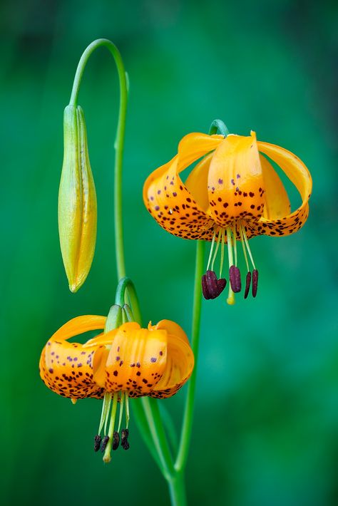 Imaginary Flowers, Wild Lilies, Tiger Lily Flowers, Perennial Bulbs, Drawing Things, Lily Bulbs, Italian Majolica, Tiger Lily, Botanical Flowers