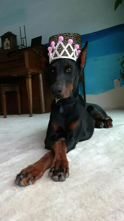 It`s Halloween soon and we should get ready for it!😋 Do you want your Doberman to be the best? Here are some good ideas for Halloween costume!💕😉 Doberman Princess, Doberman Pinscher Funny, Black Doberman, Doberman Pinscher Puppy, Amazing Halloween Costumes, Doberman Love, Doberman Pinscher Dog, Dangerous Dogs, Doberman Puppy