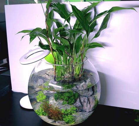 Peace lily fish bowl Beta In Vase With Plant, Peace Lily Fish Bowl, Peace Lily Fish Tank, Peace Lily Aquarium, Peace Lily In Water, Planted Fish Bowl, Simple Aquascape, Betta Fish Bowl, Tank Terrarium