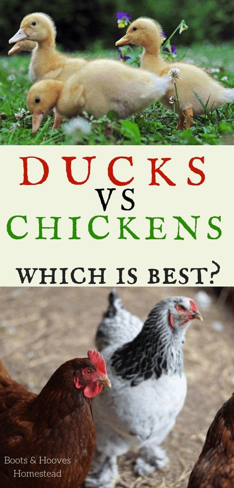 Raising Ducks Vs Chickens, Ducks Vs Chickens, Clean Chicken Coop, Ducks And Chickens, Urban Chicken Farming, Backyard Ducks, Meat Birds, Raising Ducks, Clean Chicken