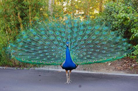 The male peacock is most well known for it's enormous tail feathers that fan out behind the peacock and can be nearly two meters in length. Description from lovelyanimalz.blogspot.com. I searched for this on bing.com/images Male Peacock, Peacock Images, Peacock Wallpaper, Peacock Pictures, The Peacock, Exotic Birds, Pretty Birds, Jolie Photo, Colorful Birds