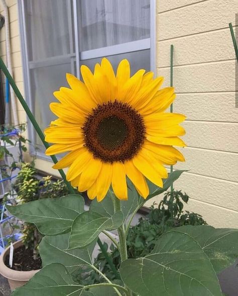 Background Sunflower, Nature Crown, Beautiful Sunflowers, White Marble Background, Sunflower Pictures, Sunflower Garden, Sunflower Wallpaper, No Dudes, Sunflower Art