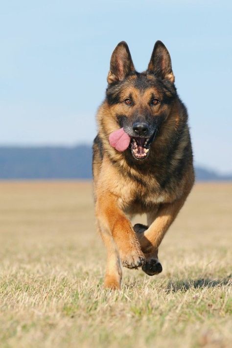 German Shepherd are another easy to train dog breed Bohemian Shepherd, German Shep, Black German Shepherd, Group Of Dogs, Dog Facts, Rhodesian Ridgeback, German Shepherd Puppies, Working Dogs, Service Dogs