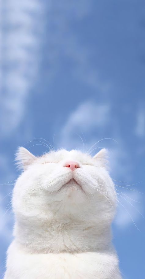 Sky wallpaper 밈 유머, Cute Cat Wallpaper, Pet Kitten, Cat Aesthetic, Funny Cute Cats, Cat Wallpaper, Happy Cat, Cute Cats And Dogs, Pretty Cats