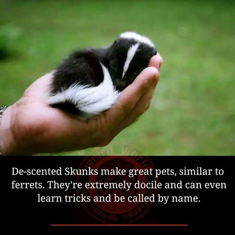 Skunk Cute, Baby Skunk, Pet Skunk, Pet Skunk Videos, Dog Skunk, Dogs Sprayed By Skunk, Baby Skunks, Fun Facts About Animals, Rare Animals