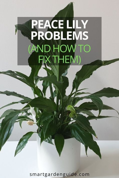 Dividing Peace Lily Houseplant, How To Grow Peace Lily House Plants, How To Save A Peace Lily, How To Make Peace Lily Bloom, Big Peace Lily, How To Take Care Of A Peace Lilly, Peace Lilies Care, Peace Plant Care, Peace Lilly Plants