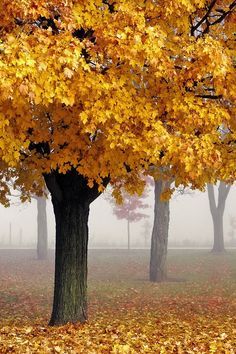 Golden Autumn, Golden Tree, Two Trees, Maple Tree, Autumn Beauty, Seasons Of The Year, Yellow Leaves, Best Seasons, Alam Yang Indah