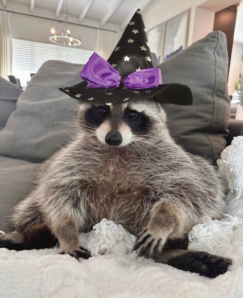 Scary Raccoon, Racoon Aesthetic, Raccoon Pfp, Halloween Raccoon, Raccoon Halloween, Funny Racoon, Cute Raccoon, Spooky Cute, Rocket Raccoon