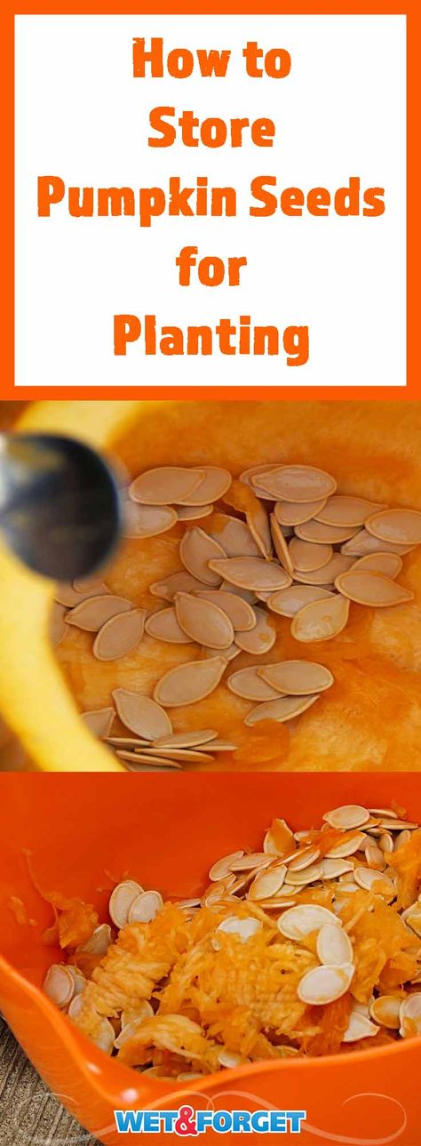 How To Store Pumpkin Seeds, Storing Pumpkin Seeds, Pumpkin Seeds Planting, Pumpkin Seeds To Plant, Saving Pumpkin Seeds, How To Save Pumpkin Seeds For Next Year, Pumpkin Seeds Growing, Saving Pumpkin Seeds To Plant, How To Save Pumpkin Seeds For Planting