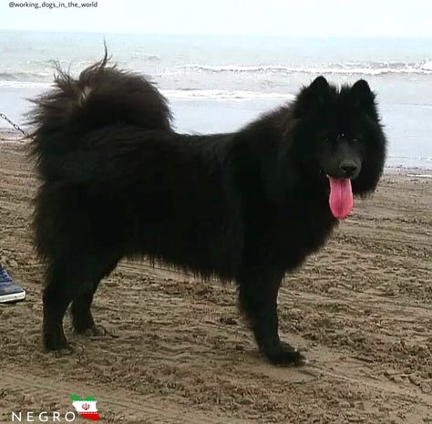 NEGRO FROM IRAN [black SAMOYED] Black Samoyed Dogs, Black Samoyed, Swedish Lapphund, Samoyed Dog, Samoyed Puppy, Samoyed Dogs, Pet Ideas, Cute Little Things, Dog Drawing