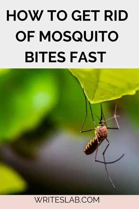 HOW TO GET RID OF MOSQUITO BITES FAST How To Get Rid Of Bug Bites Fast, How To Get Rid Of Mosquito Bites Fast, Red Bug Bites, Get Rid Of Mosquito Bites, Mosquito Bites, Anti Itch, Mosquito Bite, Bug Bites, Little Critter