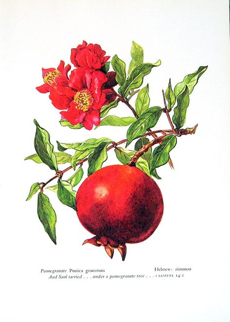 Pomegranate Drawing, Pomegranate Tattoo, Pomegranate Art, 강아지 그림, Botanical Tattoo, Fruit Illustration, Fruit Painting, Botanical Drawings, Plant Illustration