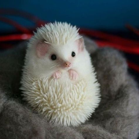 Albino Hedgehog, White Hedgehog, Baby Animals Cute, Hedgehog Pet, Albino Animals, Baby Hedgehog, Baby Animals Pictures, Animals Cute, Cute Hedgehog