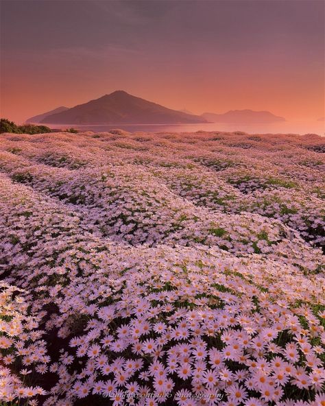 Japan Travel Gallery on Instagram: “Flower Park Urashima , Kagawa Prefecture⠀ .⠀ By:@kunihito_ohtsubo ⠀ .⠀ Original Post:⠀ https://www.instagram.com/p/CNuMJt0MJ8C/⠀ .⠀ We…” Flower Park, Field Of Daisies, Yoga Ashtanga, Yoga Vinyasa, Daisy Field, Kagawa, Image Nature, Japan Culture, Japan Aesthetic