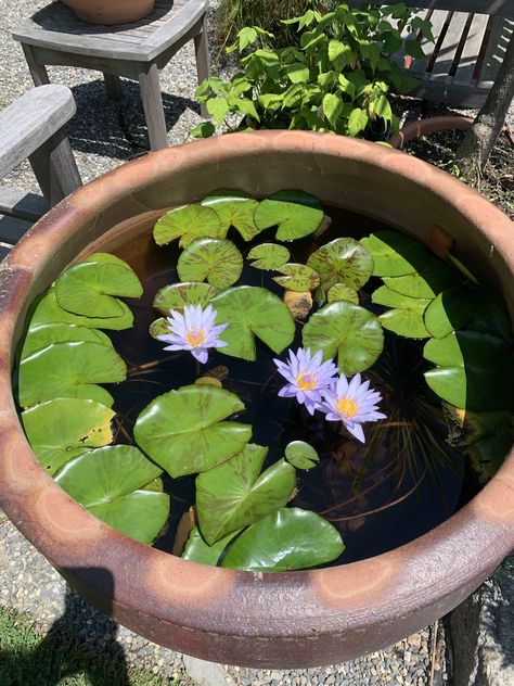 Lotus Pond At Home, Small Water Lily Pond, Lotus Pond Garden At Home, Water Lily Vs Lotus Flower, Lotus Flower Plant Water Garden, Aquarium Architecture, Large Terracotta Pots, Garden Pond Design, Indian Home Design