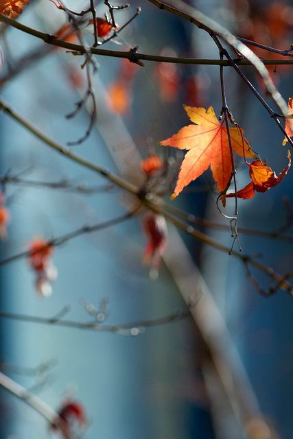 Autumn Blues Autumn Beauty, Best Seasons, Tree Leaves, Autumn Trees, In The Fall, Autumn Day, Mother Nature, The Fall, Autumn Leaves