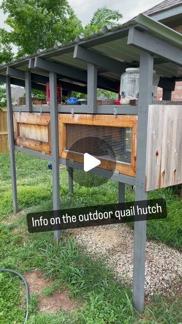 Eric & Melissa | Raising Coturnix Quail | Farmsteader Rookies on Instagram: "Our home….  My quail live in this outdoor quail hutch. I built this hutch over a year ago and it has heals up great. I figured I would share some pros and cons (things I will change on the next one) here  PROS:  - size: it is 8ftx3ft and the floor is 5 ft off the ground.   - floor: I like the wire mesh floor because there dropping can just fall through keeping their enclosure clean.   - water and feed: I like the water and feed set up on this hutch. The gravity fed water keeps there water clean and the feeders keep them with food 24/7   - structure: I like that I used cedar boards around the sides because they are natural insect repellent. Also the gaps between the boards allows for airflow   CONS:  - flooring: th Large Quail Coop, Quail And Chicken Coop, Quail Coop Ideas Diy Outdoor, Quail Hutch Diy, Quail Enclosure Ideas, Natural Quail Habitat, Quail Pen Ideas, Quail Coop Ideas, Quail Coop Ideas Diy