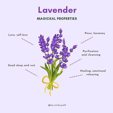 Lavender Flowers Meaning, Lavender Properties Witchcraft, Magic Properties Of Lavender, Lavender Meaning Witchcraft, Lavender Flower Quotes, What Does Lavender Represent, Meaning Of Lavender Flower, Lavender Spiritual Meaning, Lavender Witchcraft Uses