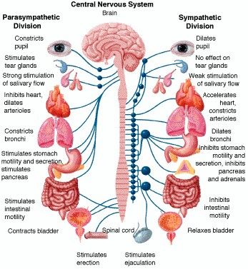 the CNS is connected to everything and is the main communications system for the body. this is the systems that takes control when dodging that hammer during dodgeball practice. Nervus Vagus, Sistem Saraf, Yoga Anatomy, Nursing School Tips, Autonomic Nervous System, Human Anatomy And Physiology, Nursing Tips, The Nervous System, Qi Gong