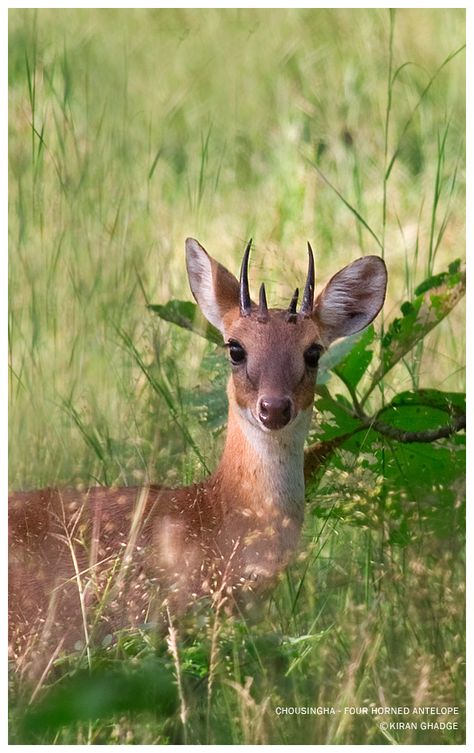 The four-horned antelope (Tetracerus quadricornis), or chousingha, is a species of small antelope found in open forest in India and Nepal. It is the only species currently classified in the genus Tetracerus. Standing only 55 to 64 cm (22 to 25 in) at the shoulder, it is the smallest of Asian bovids. Males of the species are unique among extant mammals in that they possess four permanent horns. The species is listed as Vulnerable by the IUCN due to habitat loss. Four Horned Antelope, Antelope Horns, Turtle Facts, African Antelope, Small Deer, Wildlife Animals, Nature Animals, Dog Pictures, Antlers