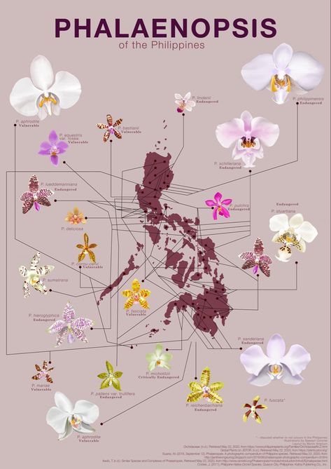 Flower Diagram, Filipino Art, Philippine Art, Philippines Culture, Filipino Culture, Pretty Plants, Orchid Flower, Art Studies, Botanical Illustration