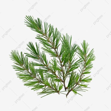 pine leaves photography tree branches nature Leaves Photography, Pine Leaves, Green Png, Pine Leaf, Leaf Photography, Pine Branches, Transparent Image, Colorful Leaves, Pine Tree