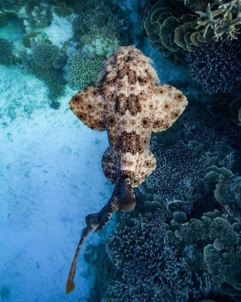 Wobbegong Shark, Drawing Shark, Angel Shark, Silly Sharks, Ocean Life Photography, Sea Turtle Pictures, Types Of Sharks, Shark Photos, Shark Pictures