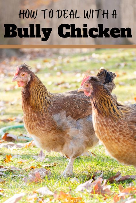 Dealing with Bully Chickens Golden Comet Chicken, Duck Coop, Backyard Chicken Coop Plans, Chicken Keeping, Backyard Chicken Farming, Chicken Health, Raising Backyard Chickens, Backyard Flocks, Chicken Garden