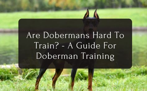 Are Dobermans Hard To Train? - A Guide For Doberman Training 1 How To Train A Doberman Puppy, Human Food For Dogs, Doberman Training, Dog School, Doberman Puppy, Obedience Training, Guard Dogs, Doberman Pinscher, Positive Reinforcement