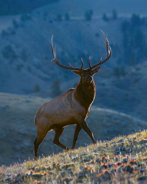 Majestic Elk Pictures, Moose Deer, Bull Elk, Deer Family, Elk Hunting, Mule Deer, Manx, Animal Games, Jolie Photo