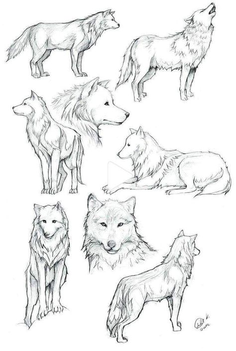 Wolves Drawing Reference, Wolf How To Draw, Wolf Standing On Hind Legs Drawing, Wolf Illustration Drawing, Wolf Poses Drawing, How To Draw Wolves, Wolf Reference Drawing, Wolf Tail Drawing, Wolve Drawings