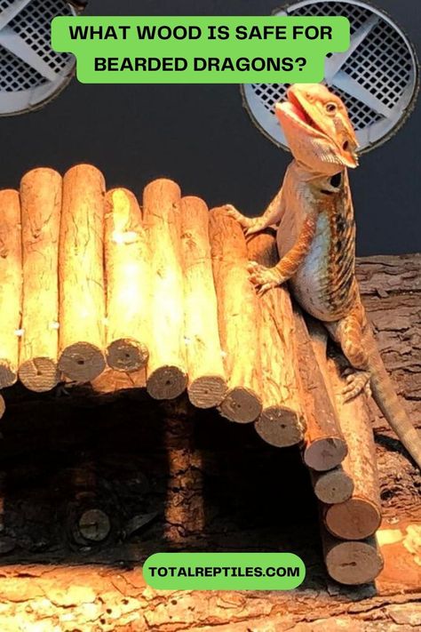 what wood is safe for breaded dragons Tall Bearded Dragon Enclosure, Diy Basking Platform Bearded Dragon, Bearded Dragon Climbing Diy, Bearded Dragon Dig Boxes Ideas, Diy Bearded Dragon Hide, Bearded Dragon Enrichment, Diy Bearded Dragon Decor, Bearded Dragon Enclosure Ideas, Diy Bearded Dragon Enclosure