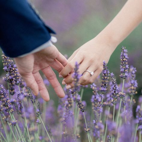 Lavender Engagement, Lavender Fields Photography, Lavender Farm Wedding, Farm Engagement Photos, Shooting Couple, Field Engagement Photos, Lavender Wedding Flowers, Field Wedding, Provence Wedding