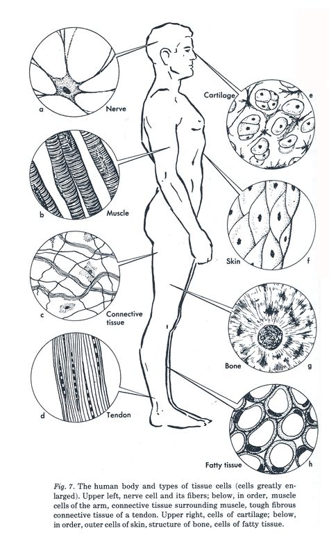 vintage anatomy diagram Loving the cell illustrations Anatomy Coloring, Anatomy Coloring Book, Human Tissue, Biology Lessons, Teaching Biology, Human Body Systems, Human Anatomy And Physiology, Biology Notes, Body Tissues