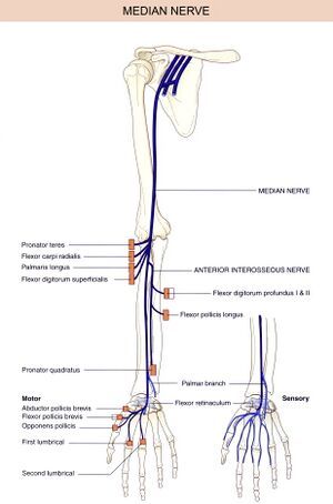 Nervous System Parts, Nerve Anatomy, Anatomy Flashcards, Physical Therapy School, Radial Nerve, Ulnar Nerve, Median Nerve, Gross Anatomy, Basic Anatomy And Physiology