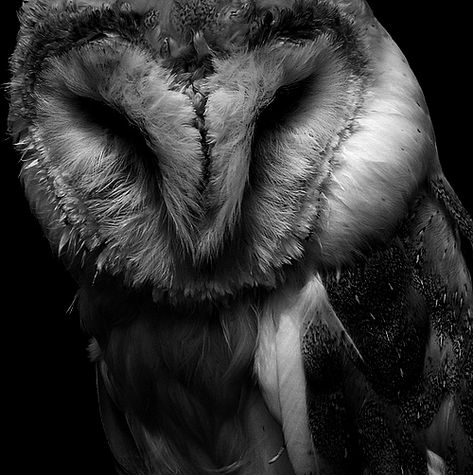 Barn Owl Tattoo, Pet Portraits Photography, Owl Black, Wood Owls, Owl Tattoo, Dark Tattoo, Owl Bird, Owl Art, Barn Owl