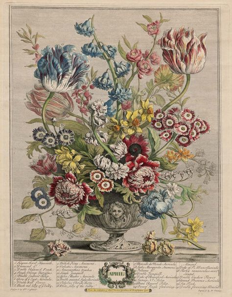 Flower Chart for April from Robert Furber's "Twelve Months of Flowers". London 1730. The flowers of the Month are arranged in different vases or urns standing on a plinth....Each flower is numbered and named in the bottom margin. Classic Eccentric, Rose Hedge, Classic Still Life, September Art, Flower Chart, April Art, Litho Print, Botanical Illustration Vintage, Room Prints