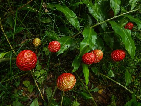 Zingiber Zerumbet: All You Need To Know About The Shampoo Ginger Lily Shampoo Ginger Lily, Shampoo Ginger, Ginger Lily, Shampoo Recipe, Ginger Plant, Orchid Bark, Insecticidal Soap, Lily Plants, Garden Greenhouse