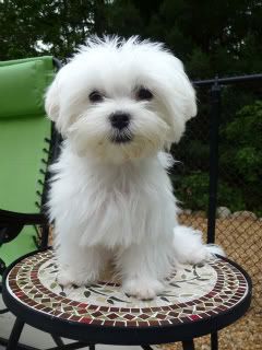 Puppy Cut to resemble an 8 Week Old - Page 2 - Maltese Dogs Forum : Spoiled Maltese Forums Anjing Maltese, Puppy Cut, Dog Haircuts, Maltese Puppy, Maltese Dogs, White Dog, Bichon Frise, Labradoodle, Little Dogs