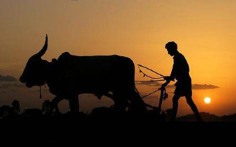 An Indian farmer in a field silhouette. Farmer, Sun