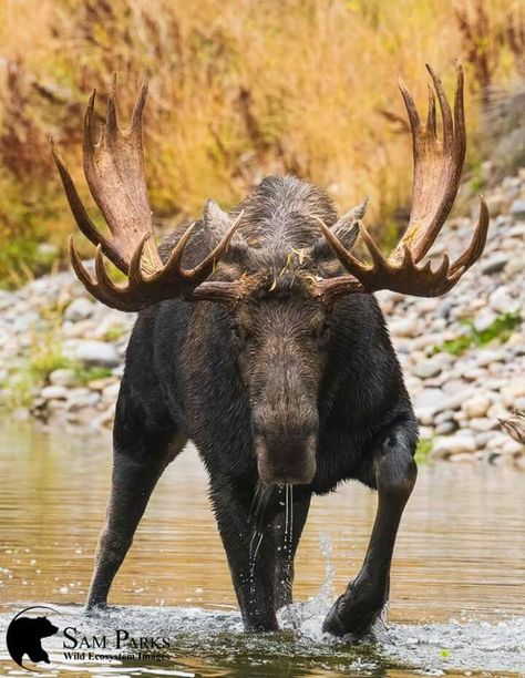 Bull Moose Moose Animal, Moose Painting, Moose Pictures, Moose Hunting, Wild Animals Photography, Bull Moose, All Animals, Majestic Animals, Wildlife Animals