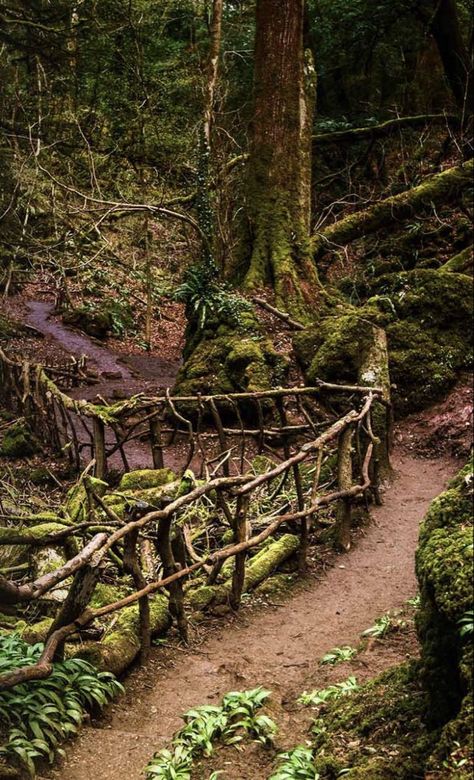 Forest Village Aesthetic, Fairy Magic Mystical Forest, Earth Magic Aesthetic, Middle Earth Aesthetic, Enchanted Forest Aesthetic, Gnarly Tree, Ancient Woodland, Forest Village, Earth Magic