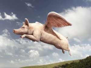 Reuters’ Flying Pig Moment | Israellycool Pigs Flying, Flying Pig Marathon, Under The Ocean, Going To Rain, Flying Pig, Dogs Pooping, Hippopotamus, Little Pigs, Photoshop Lightroom