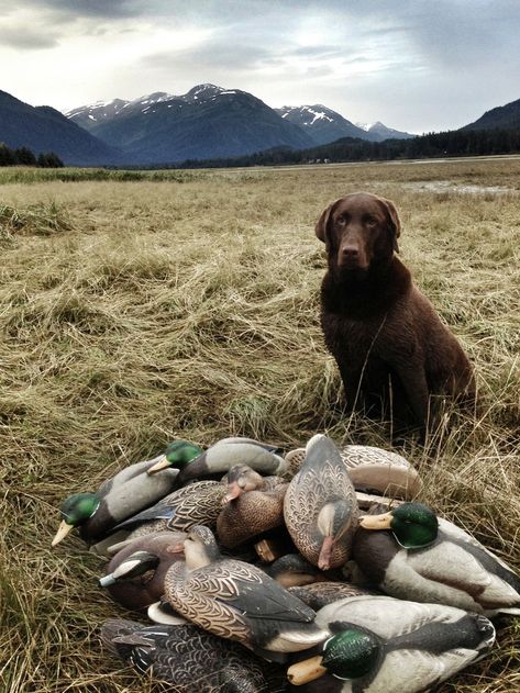 Duck hunting Goose Hunting, Waterfowl Hunting, Elk Hunting, Bird Hunting, Turkey Hunting, Bird Dogs, Duck Hunting, Chesapeake Bay, Charles Spaniel