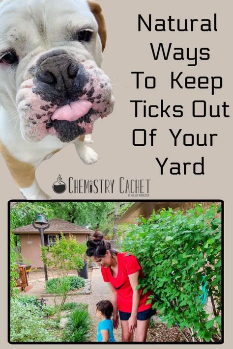 Keep your kids and pets safe from ticks! There are many natural ways to keep ticks out of your yard based on science! Get the post on Chemistry Cachet for your lawn, yards, and other areas of your home. How To Get Rid Of Ticks In Yard, Natural Tick Repellent For Yard, Kill Ticks In Yard, Kill Fleas In Yard, Tick Control For Yard, Tick Spray For Yard, Tick Repellant, Homemade Tick Repellent, Birmingham House