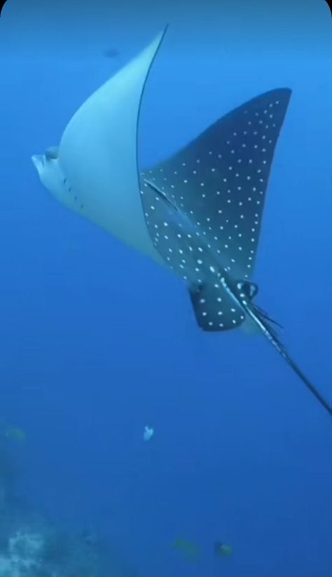 Sting Ray Photography, Stingray Reference, Stingray Photo, Stingray Aesthetic, Stingray Swimming, Stingray Painting, Sting Rays, Stingray Fish, Pool House Decor