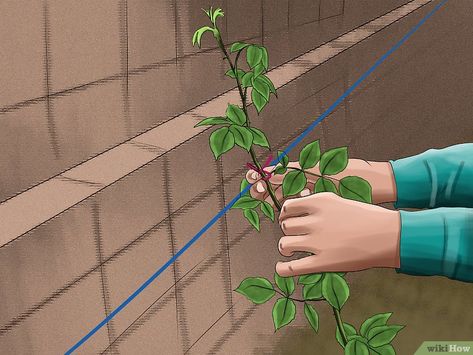 How to Train Climbing Roses: 14 Steps (with Pictures) - wikiHow Train Climbing Roses, David Austin Climbing Roses, Thornless Climbing Roses, Purple Climbing Roses, Pruning Climbing Roses, Yellow Climbing Rose, New Dawn Climbing Rose, Climbing Roses Trellis, White Climbing Roses