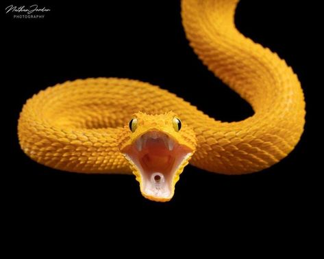 Snake Front View, Snake Mouth Open, Snake Open Mouth, Moon Dragon, Theatre Ideas, Snake Photos, Animal References, Snake Eyes, Principles Of Design