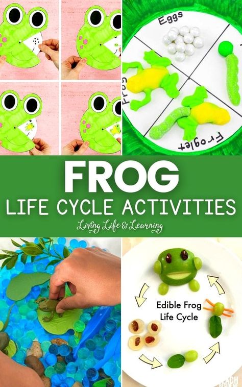 Learning about a frog's life and behavior through fun and exciting activities is perfect. Take a look at our list of Frog Life Cycle Activities that you can try with your kids and find out more about these amphibians. Tadpoles To Frogs, Frog Life Cycle Craft, Amphibians Activities, Frog Life Cycle Activities, Life Cycles Preschool, Honey Bee Life Cycle, Butterfly Life Cycle Activity, Life Cycle Activities, Frog Activities